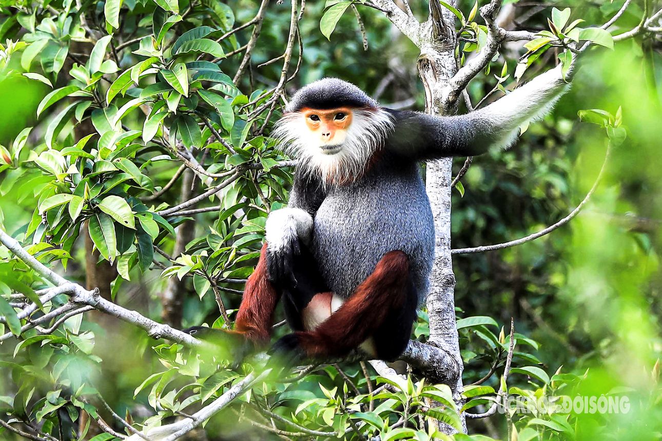 red shanked douc langurs son tra